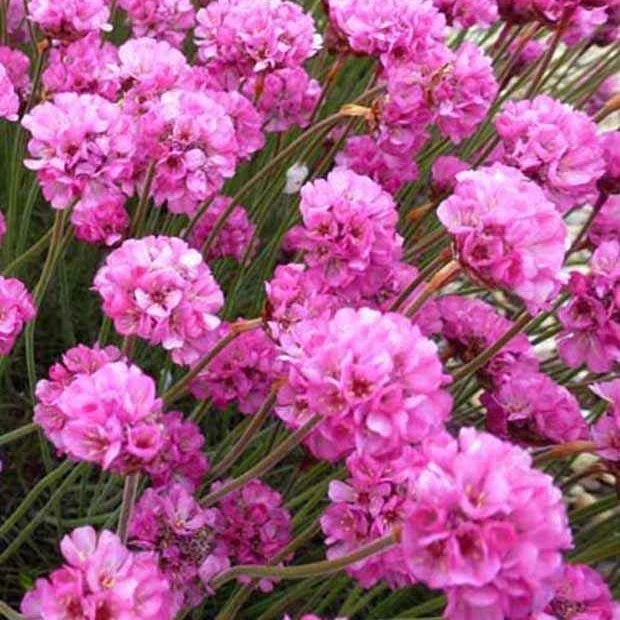 Grasnelke Rubrifolia
