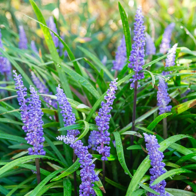 Liriope muscari