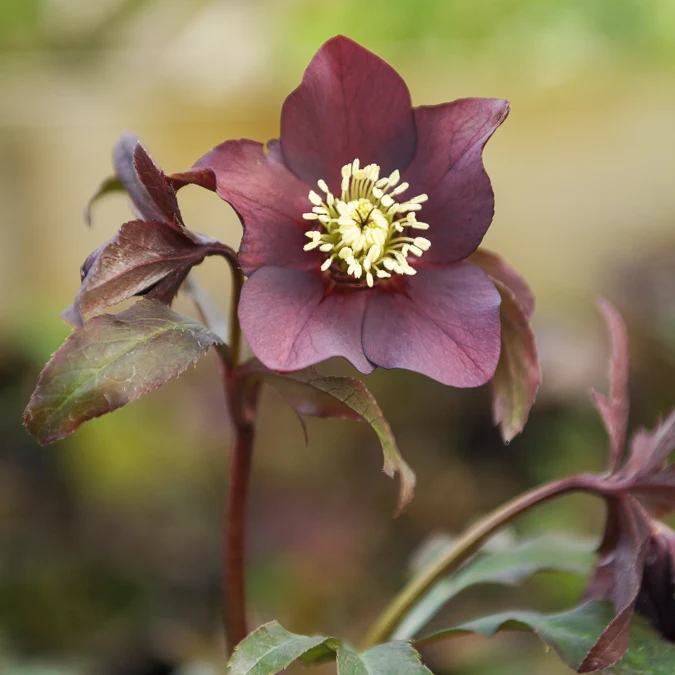 Lenzrose ‘Black’