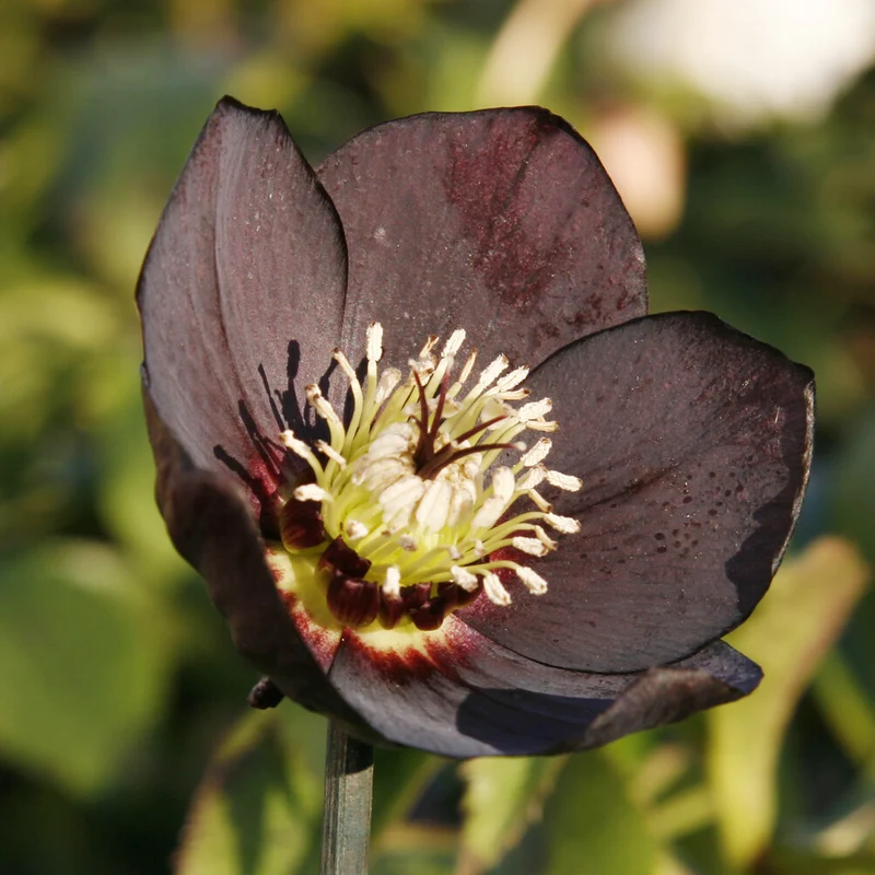 Lenzrose ‘Black’