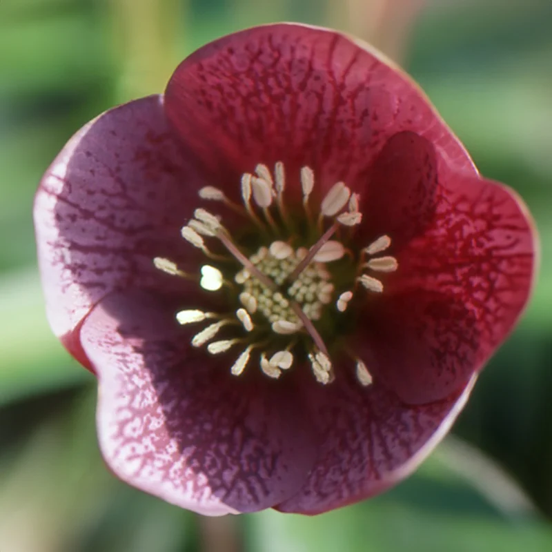 Lenzrose ‘Red Hybrids’
