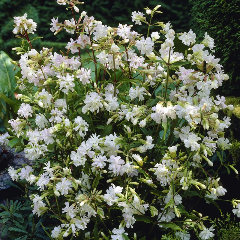 Seifenkraut weiß (gefüllt)