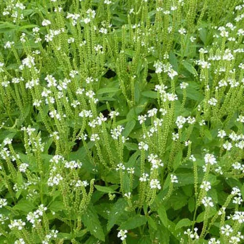 Eisenkraut ‘Alba’