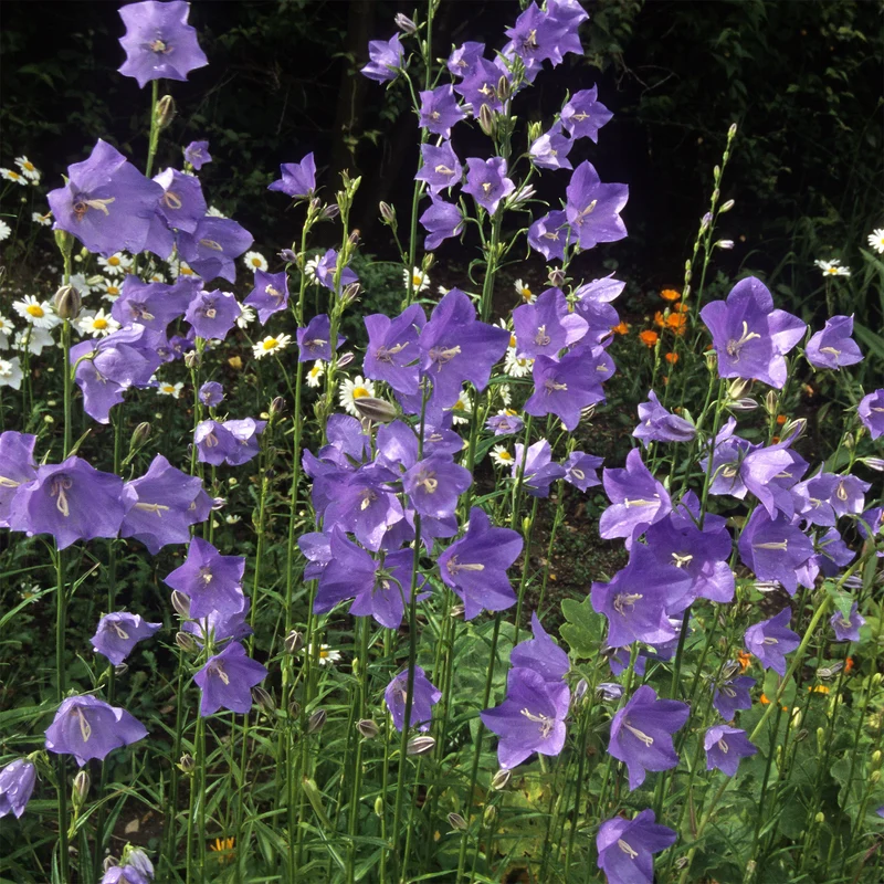 Pfirsichblättrige Glockenblume