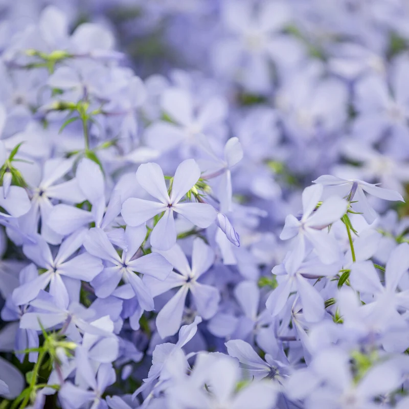 Wald-Phlox ‘Clouds of Perfume’