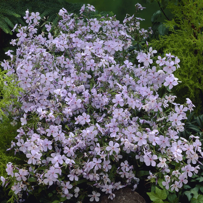 Wald-Phlox ‘Clouds of Perfume’