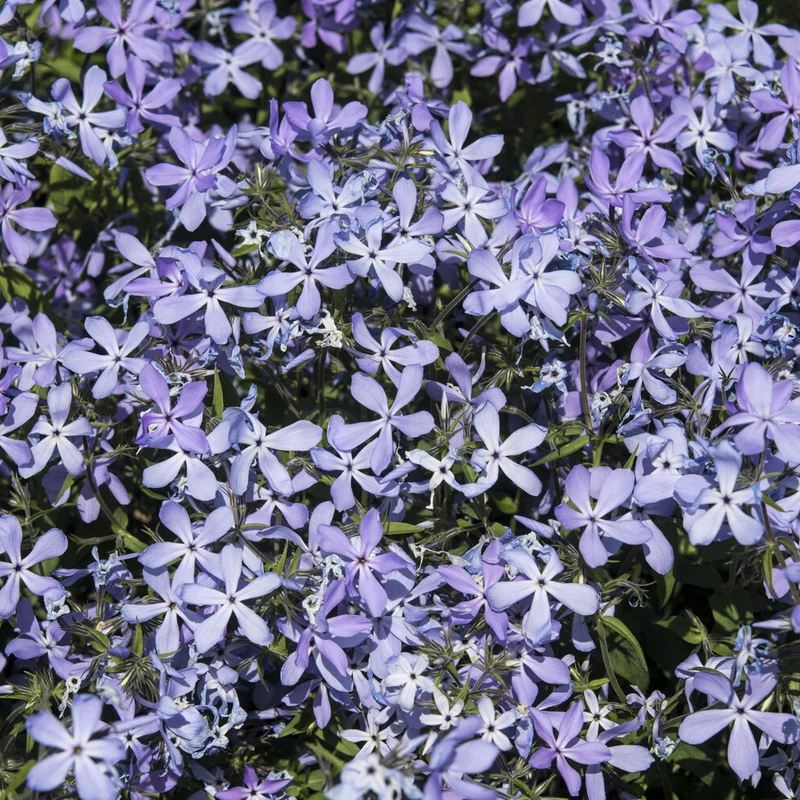 Wald-Phlox ‘Clouds of Perfume’