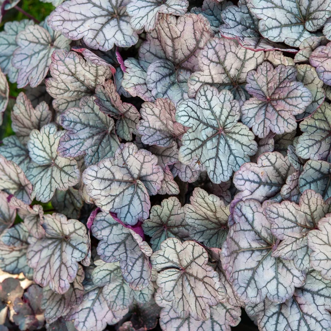 Purpurglöckchen ‘Sugar Plum’