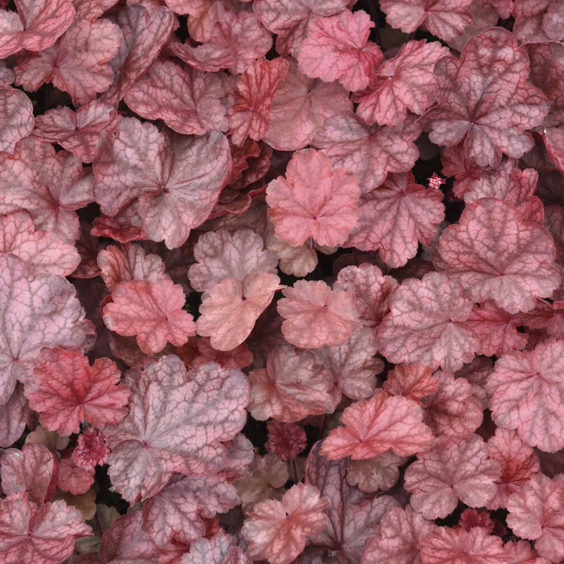 Heuchera Fire Chief