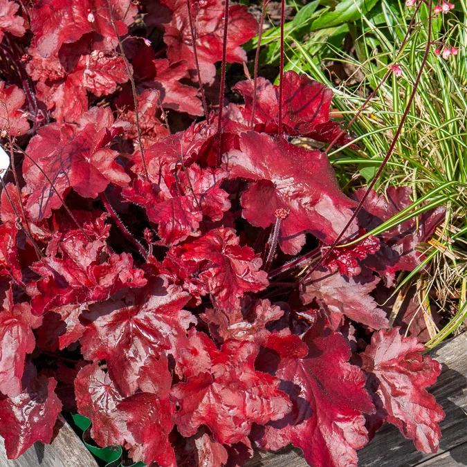 Heuchera Fire Chief
