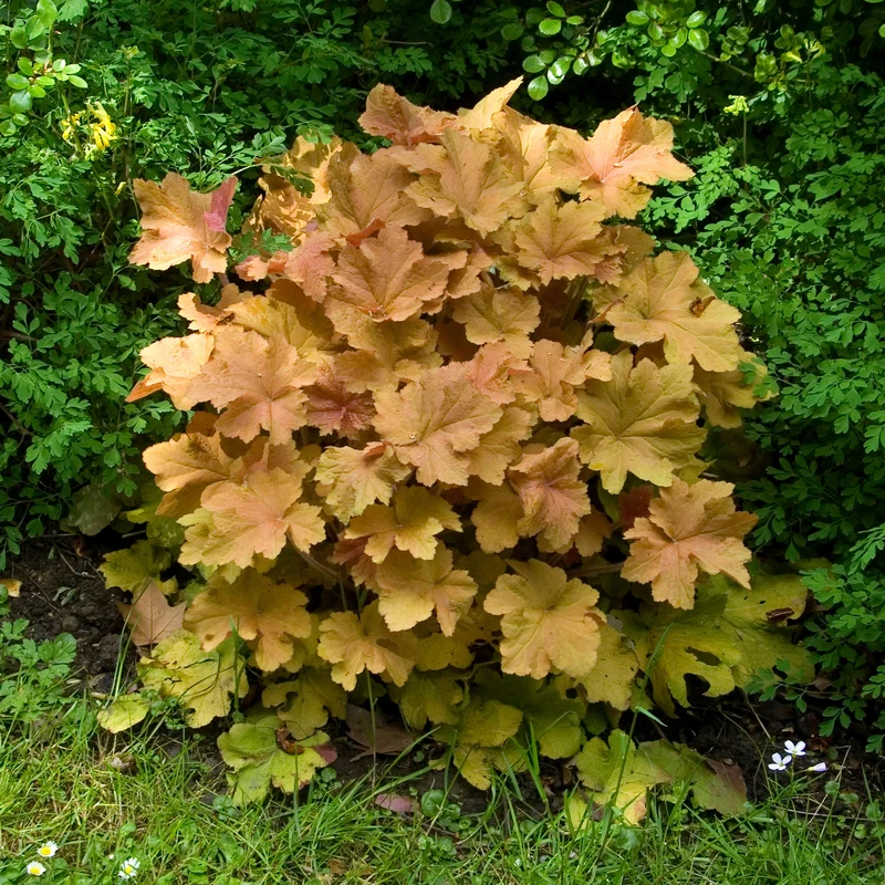 Purpurglöckchen ‘Caramel’