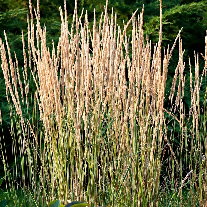 Reitgras ‘Overdam’
