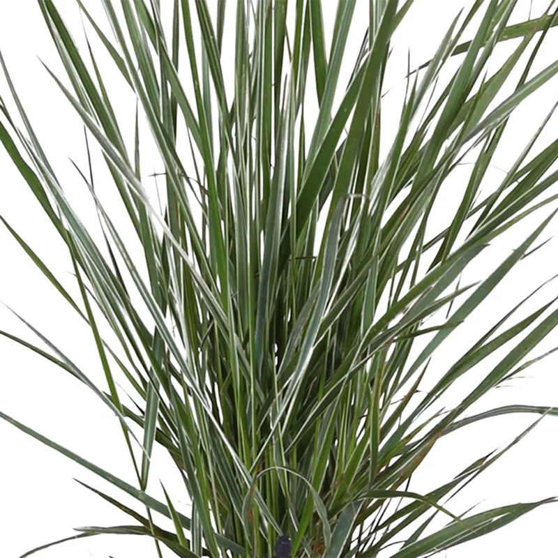 Reitgras ‘Overdam’