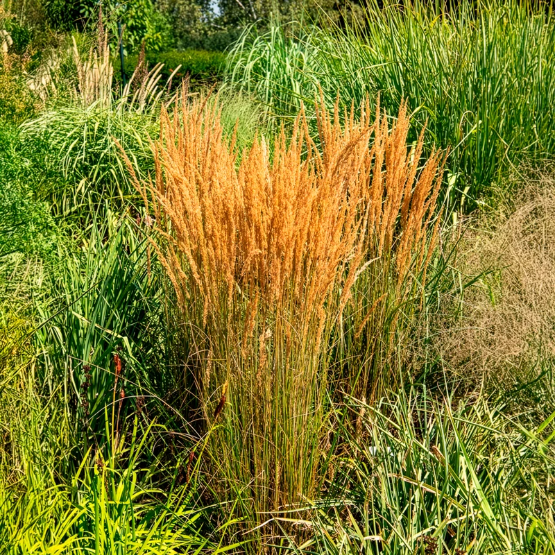 Reitgras ‘Overdam’