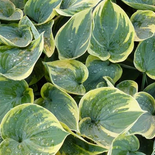 Hosta Aristocrat Funkia