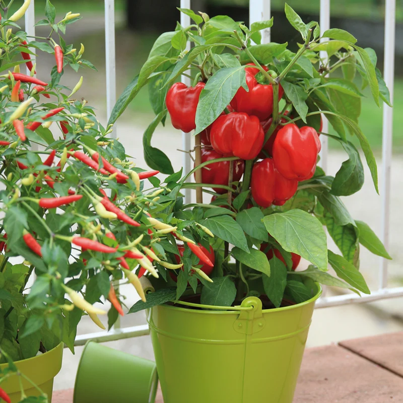 Bio Paprika rot 'Popti'