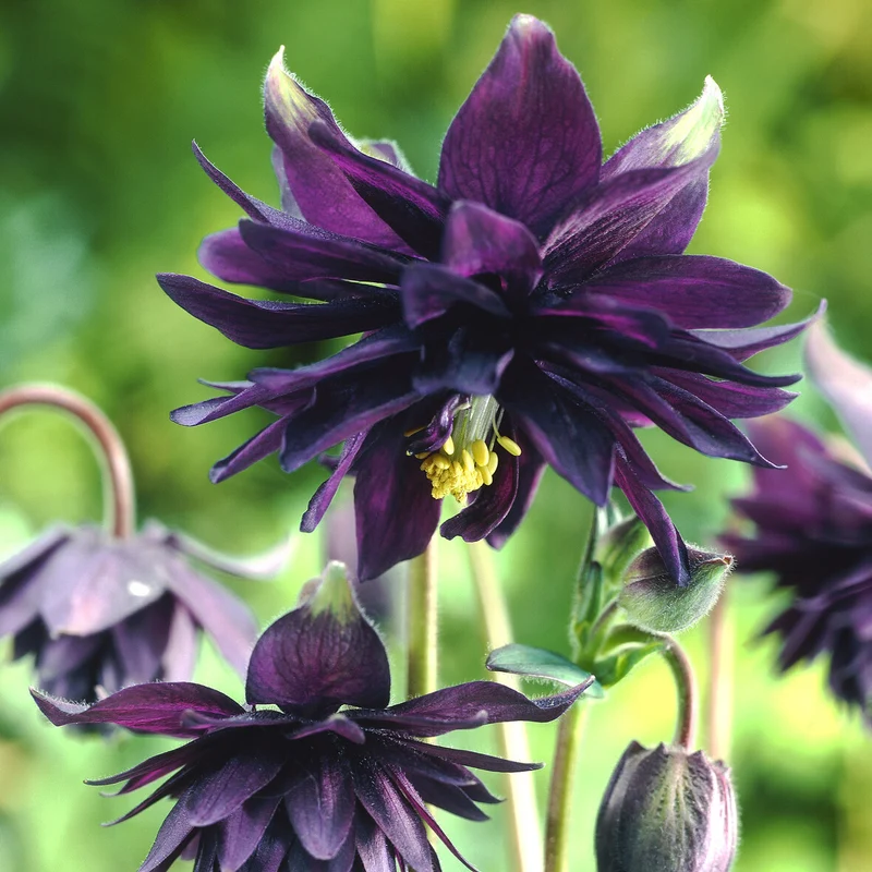 Garten-Akelei 'Black Barlow'