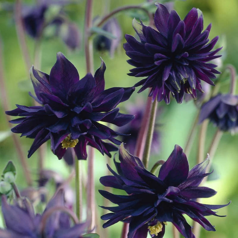 Garten-Akelei 'Black Barlow'