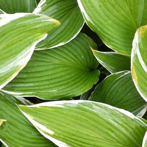 Hosta White On Funkia