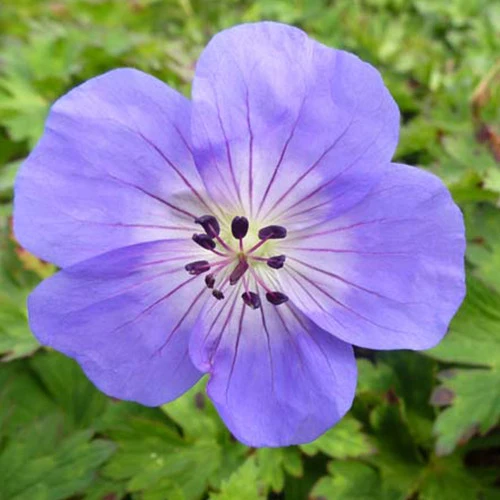 Geranium Azure Rush
