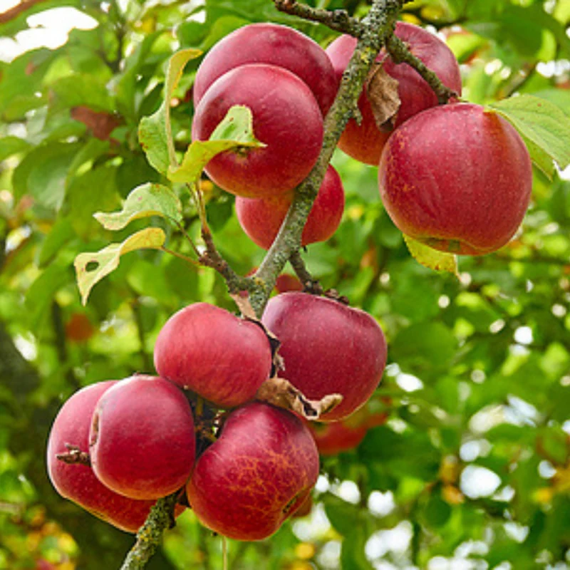 Bio Zwergapfel Zwergenstar® 'Delgrina'