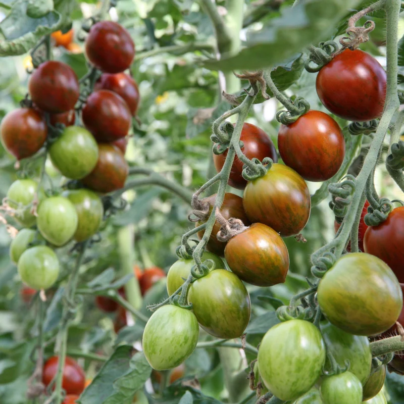 Bio Tomate 'Balkonia'