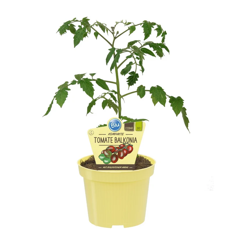 Bio Tomate 'Balkonia'