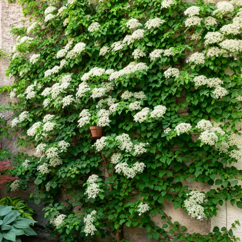 Kletterpflanzen-Kollektion Jasmin, Glyzinie, Kletterhortensie (x3)