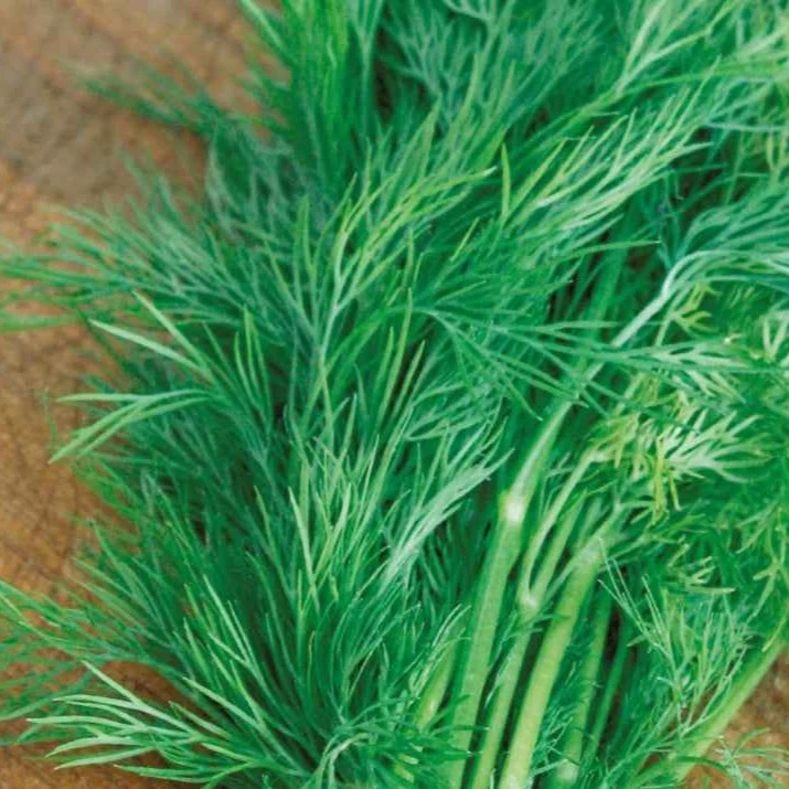 Dill ‘Bouquet’ Bio