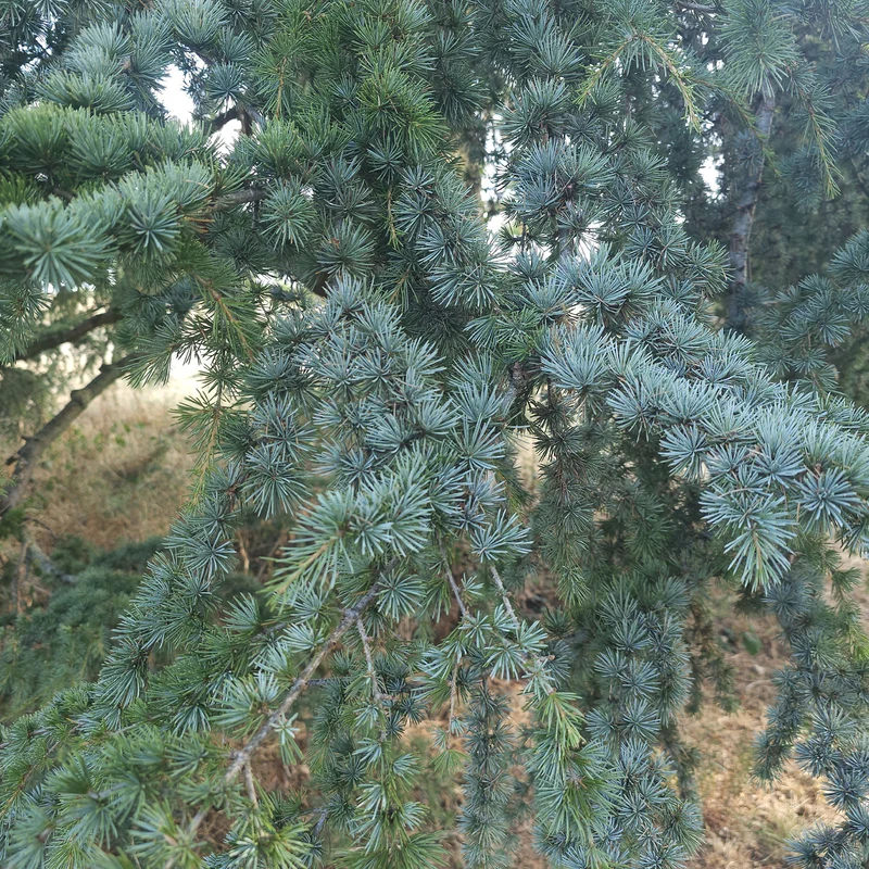 Blaue Atlaszeder
