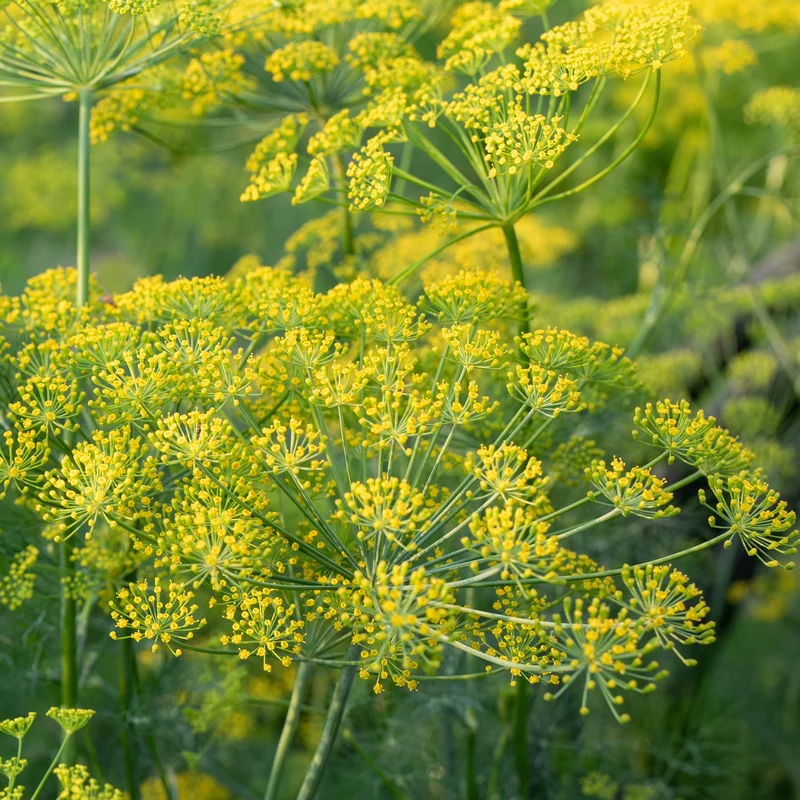 Dill Pflanze