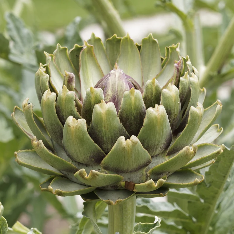 Artischocke ‘Vert de Laon’ (x3)
