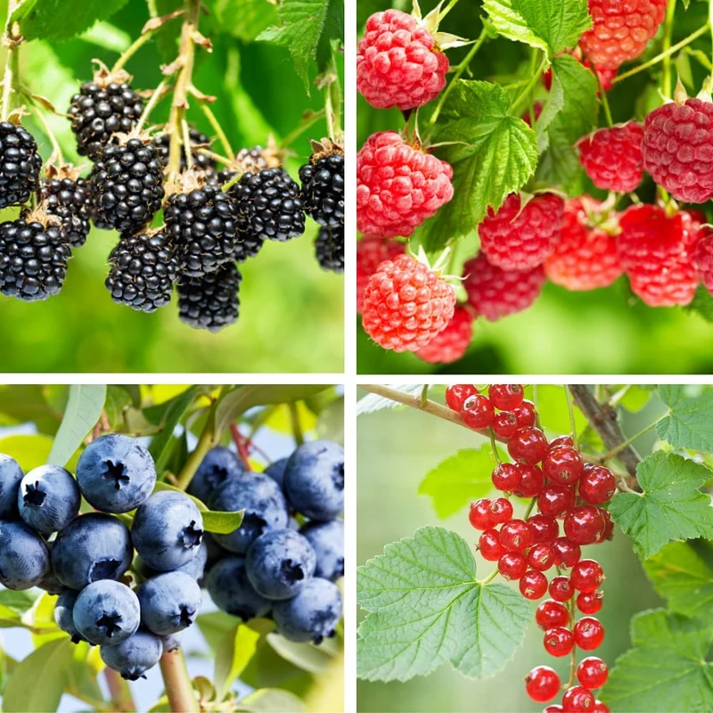 Bio-Obst "Beerenliebe"