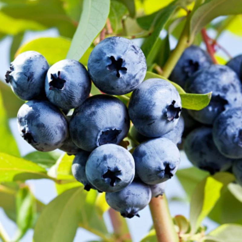 Bio-Obst "Beerenliebe"