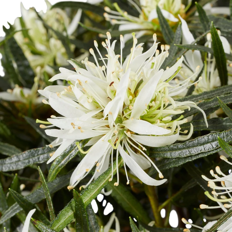 Azalea Star Style® 'Star Style™'