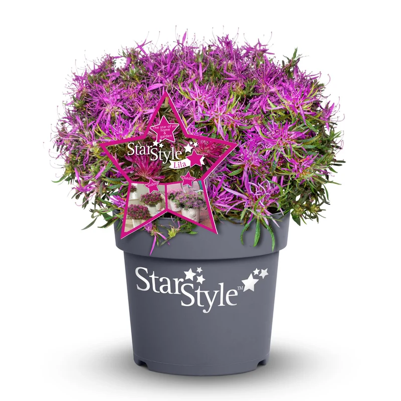 Azalea Star Style® 'Star Style™'
