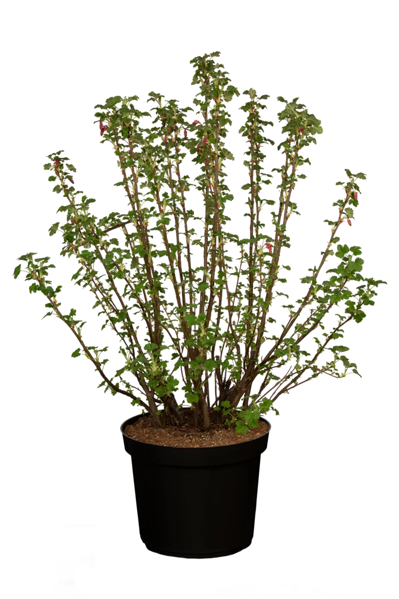 Blutjohannisbeere 'King Edward'