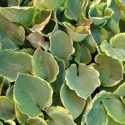 Hosta Pizzazz Funkia