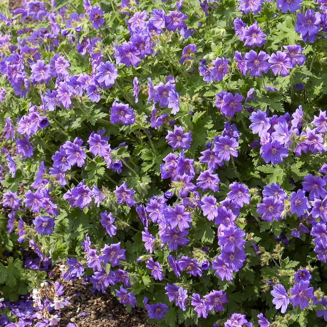 Storchschnabel ‘Rosemoor’
