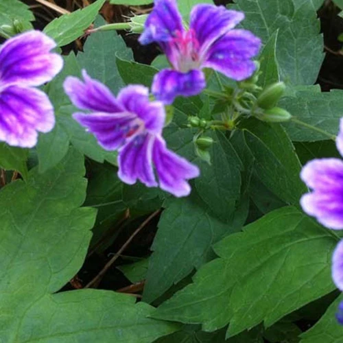 Storchschnabel 'Clos du Coudray'
