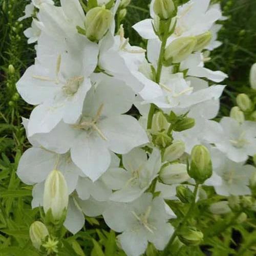 Großblütige Glockenblume ‘Alba’