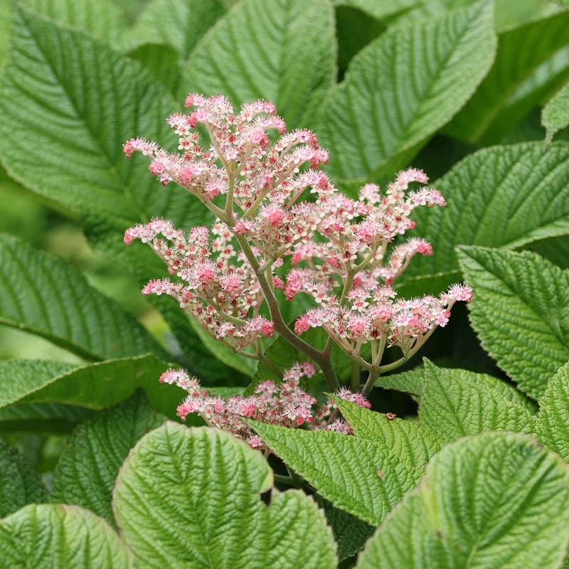 Kastanienblättriges Schaublatt