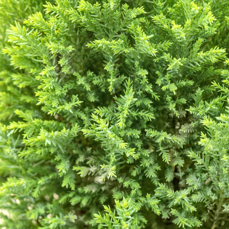 Gelbe Kegelzypresse 'Ellwood's Gold'