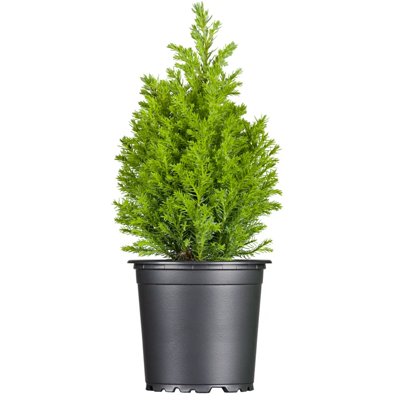Gelbe Kegelzypresse 'Ellwood's Gold'