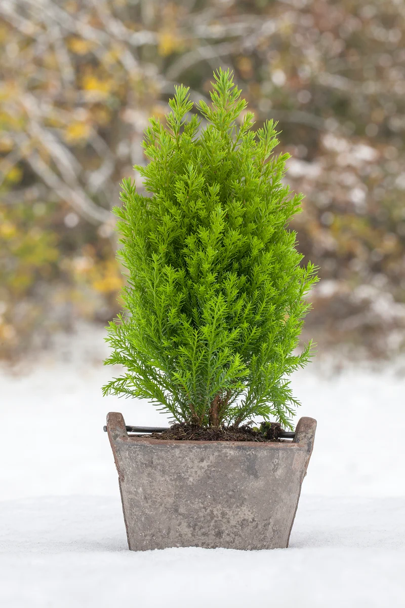 Gelbe Kegelzypresse 'Ellwood's Gold'