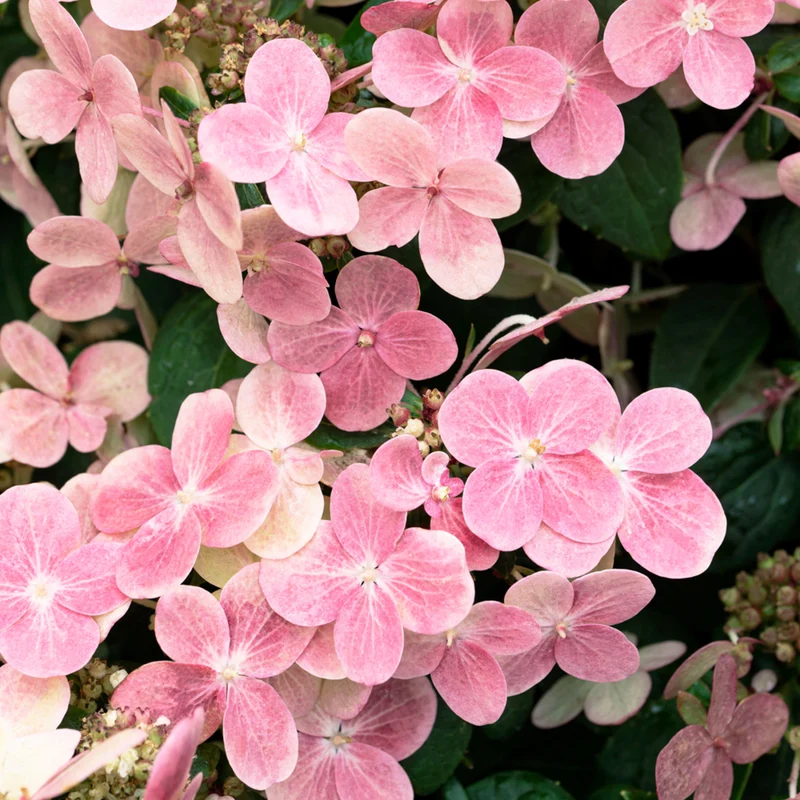 Rispenhortensie 'Switch® Ophelia'