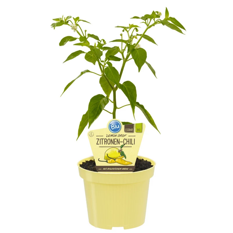 Bio Zitronen-Chili