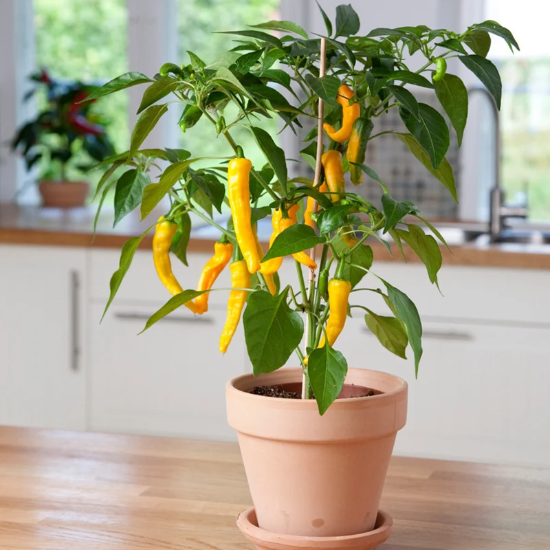 Bio Zitronen-Chili