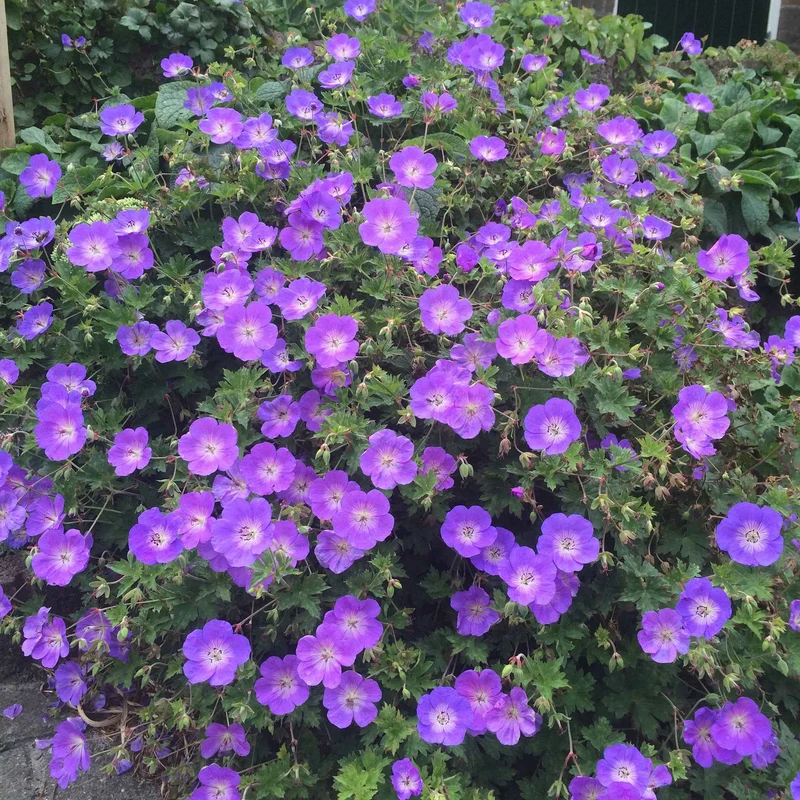 Storchschnabel 'Rozanne'
