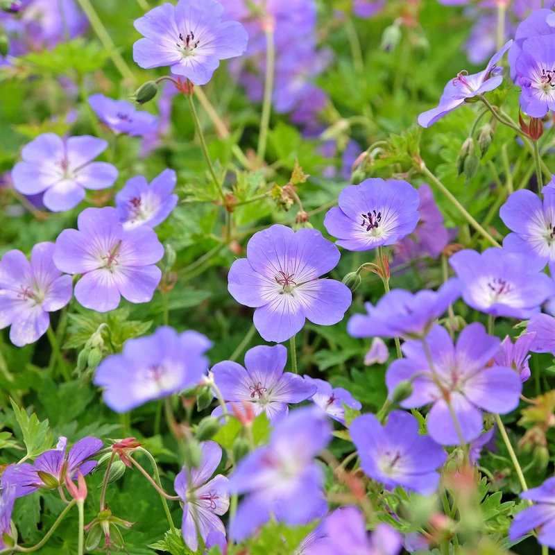 Storchschnabel 'Rozanne'